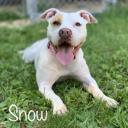 Photo of Snow