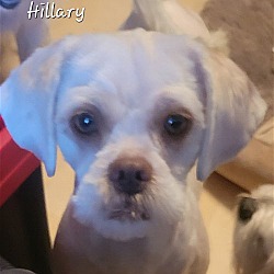 Thumbnail photo of Hillary #3