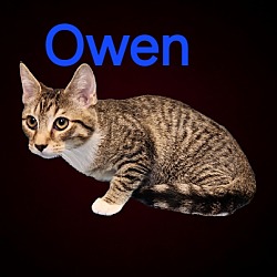 Photo of Owen