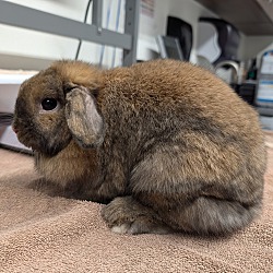 bonded pet photo