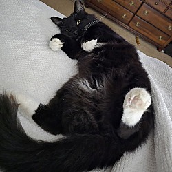 Thumbnail photo of Fluffy Tux 'Fluff' #2