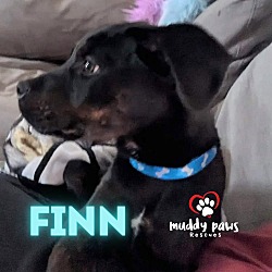 Thumbnail photo of Finn #1