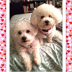 Thumbnail photo of Adopted!!Emma and Crystal - NY #1