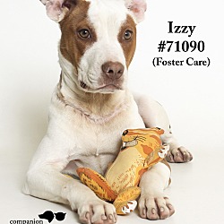 Thumbnail photo of Izzy  (Foster Care) #3