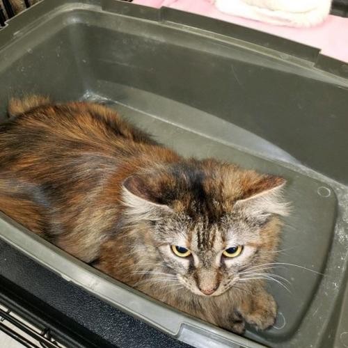 Adopt Padme A Maine Coon / Mixed Cat In San Antonio, TX (24871008) in