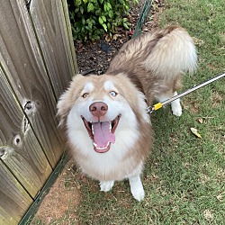 bonded pet photo