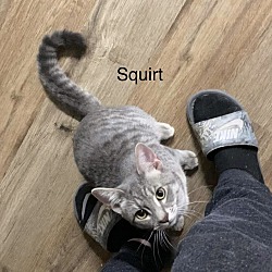 Thumbnail photo of Squirt #3