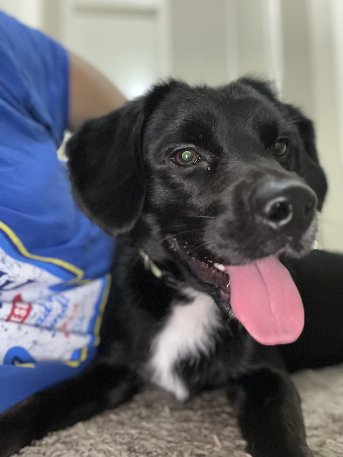 Adopt Sir William a Black with White Cocker Spaniel / Australian
