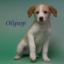 Photo of Olipop (D24-068)