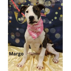 Thumbnail photo of Adoptable Margo #1