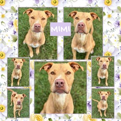 Thumbnail photo of Mimi CFS 240069699 #2