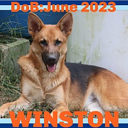 Thumbnail photo of WINSTON #1