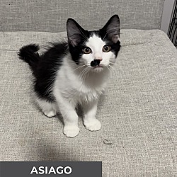 Thumbnail photo of Asiago #2