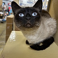 adopt a pet