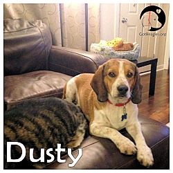Thumbnail photo of Dusty #1