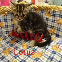 Thumbnail photo of Lotus #3