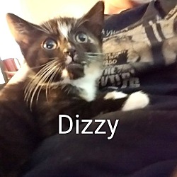 Thumbnail photo of Dizzy #2