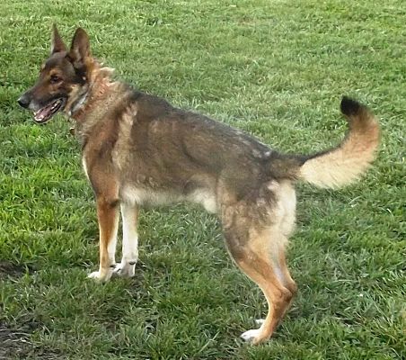 Crestwood, IL - German Shepherd Dog. Meet Kingsley a Pet for Adoption ...