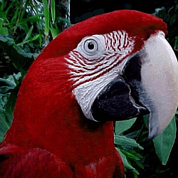 Photo of Under 2 YO Greenwing Macaw EVA