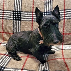 Scottie Kingdom 2025