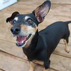 Dachshund Puppies For Sale In Rochester New York Adoptapet Com