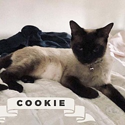 Photo of Cookie