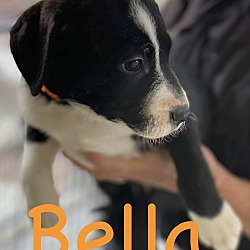 Thumbnail photo of Cookie-Bella #4