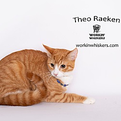 Photo of THEO RAEKEN