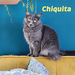 Thumbnail photo of Chiquita- I love male cats! #1