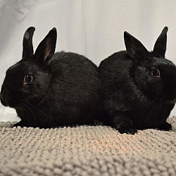 bonded pet photo