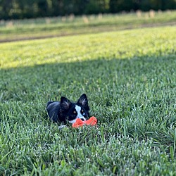 Photo of Nova and Presley