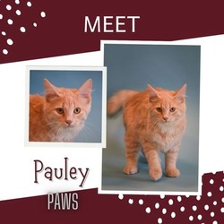 Thumbnail photo of Pauley #1