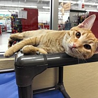 adopt a pet