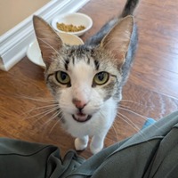 adopt a pet