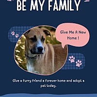 adopt a pet