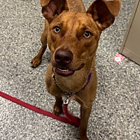 adopt a pet