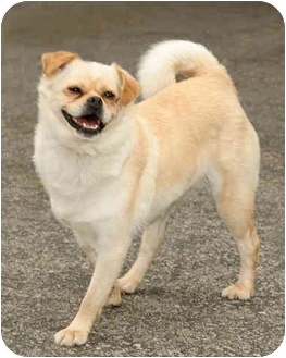Pug American Eskimo Mix Goldenacresdogs Pug American Eskimo Mix