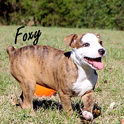 Thumbnail photo of Foxy~adopted! #3