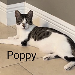 Thumbnail photo of Poppy #3