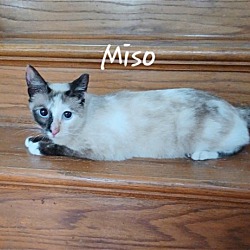 Photo of Miso #craves-attention