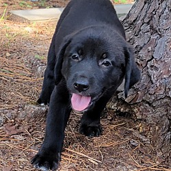 Thumbnail photo of Pyrenees Labrador Puppies #3