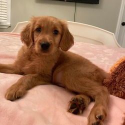 Thumbnail photo of Murphy the Golden #4