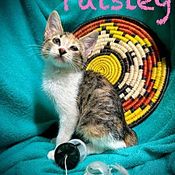 Thumbnail photo of Paisley #4