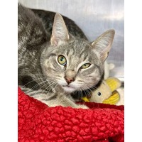 adopt-pet