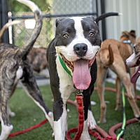 adopt a pet