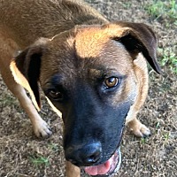 adopt-pet