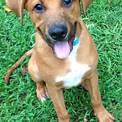 Thumbnail photo of Rowan, coolest hound lab mix #1