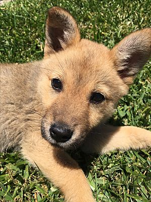 San Diego Ca Shiba Inu Meet Kira A Pet For Adoption