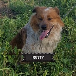 Thumbnail photo of RUSTY #1