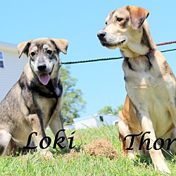 Thumbnail photo of Loki~adopted! #4